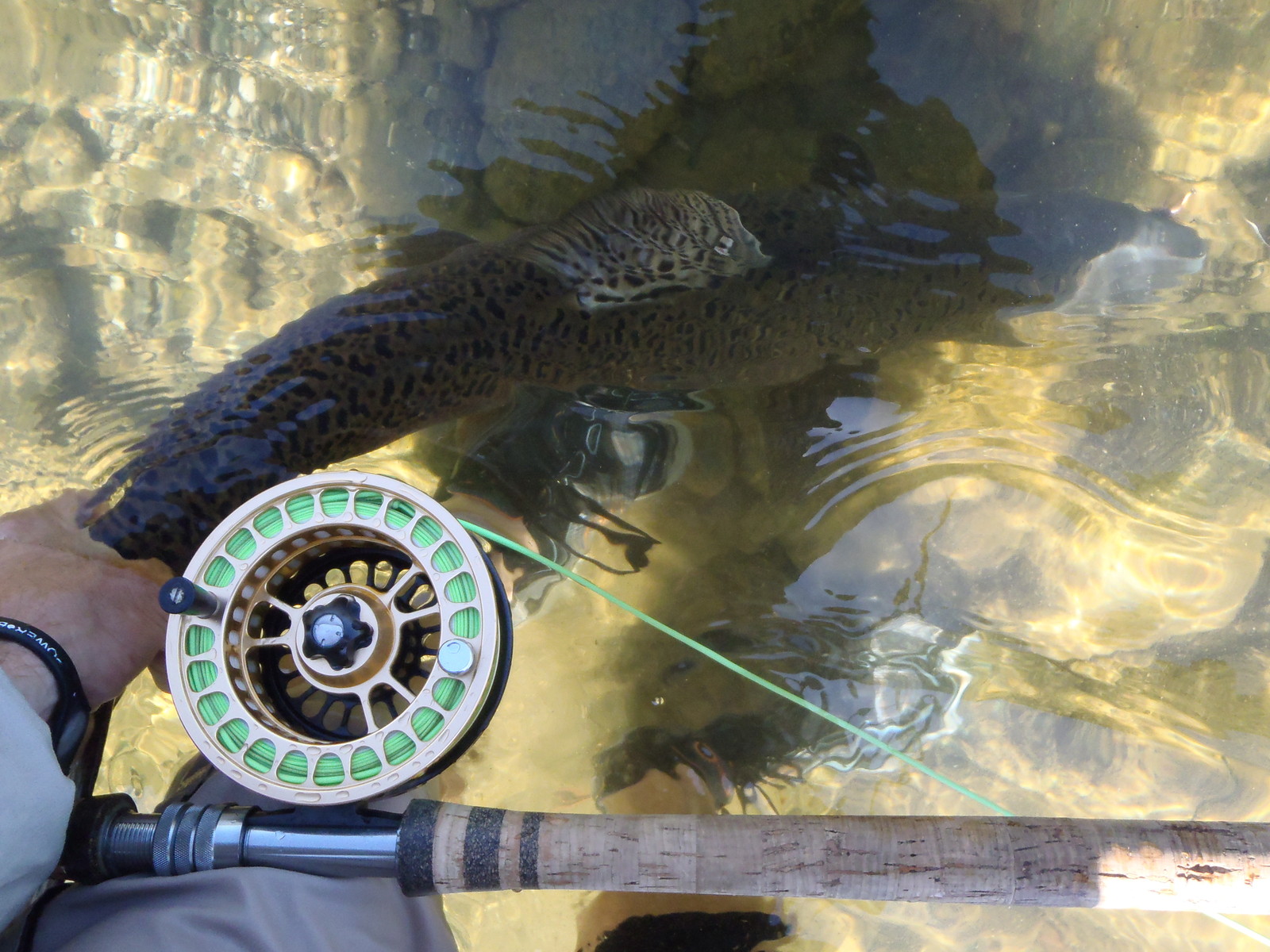 Irideus Salmon Fly Fishing Reel Large Arbor Steelhead Spey Edition 8wt -10 wt
