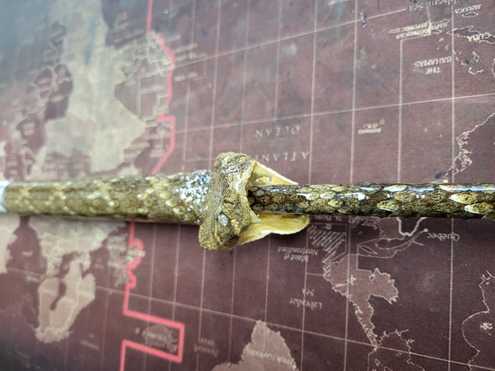 Custom Rattlesnake Fishing Rod Real Rattlesnake Skin Grips with or without Fangs