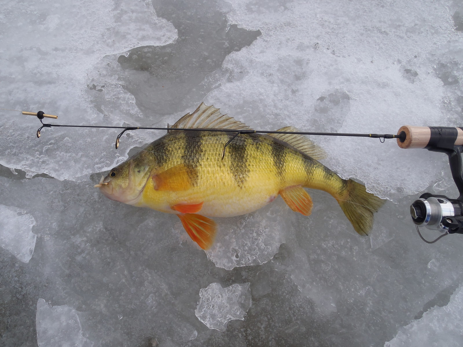 Hardwater Cutoms St Croix Custom Ice Rod 28″ Med. Replica