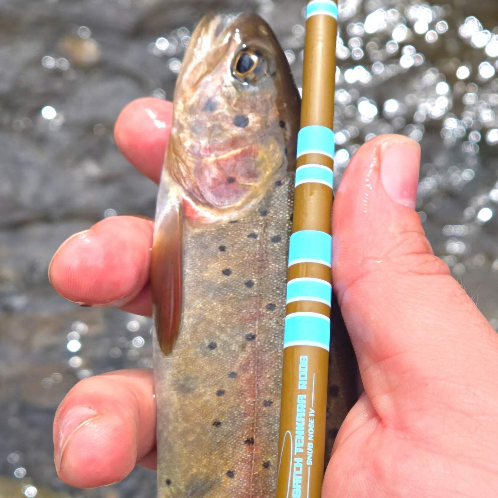 Wasatch Snub Nose IV 4-Zoom Tenkara Rod 4’0″-5’6″ Ultra-Compact w/ Rod Tube