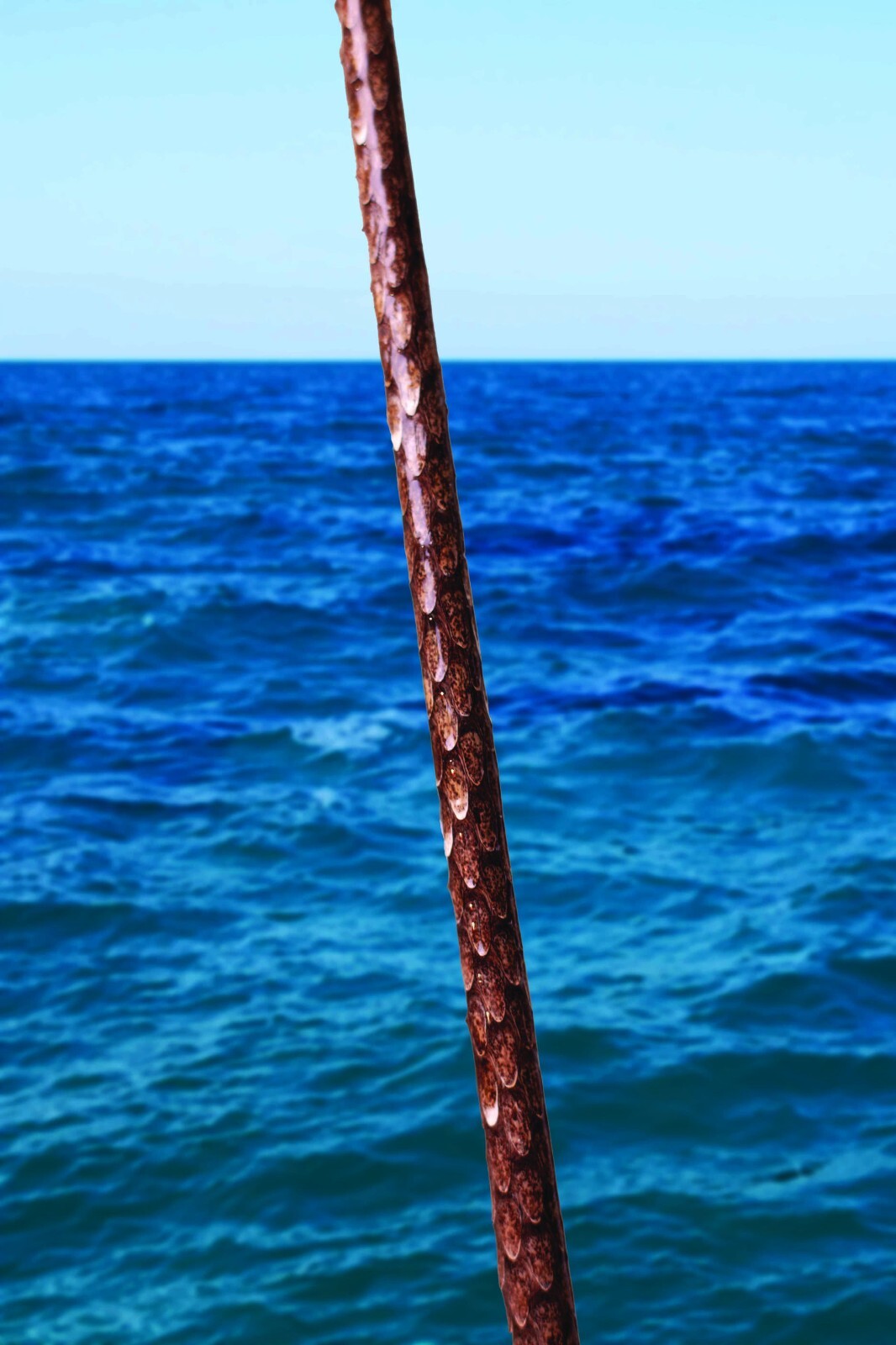 Custom Rattlesnake Fishing Rod Real Rattlesnake Skin Grips with or without Fangs