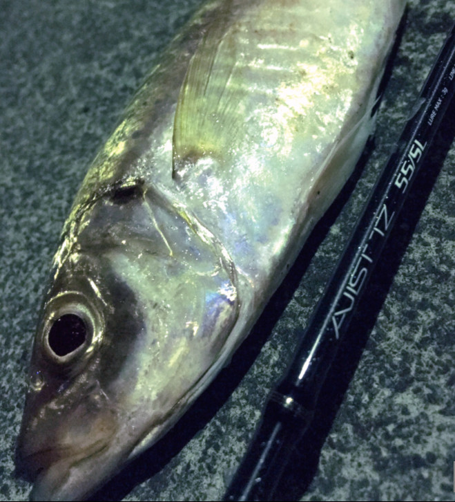 tailwalk AJIST TZ 55/SL AJING Light Game Solid tip model Spinning TORZITE guide