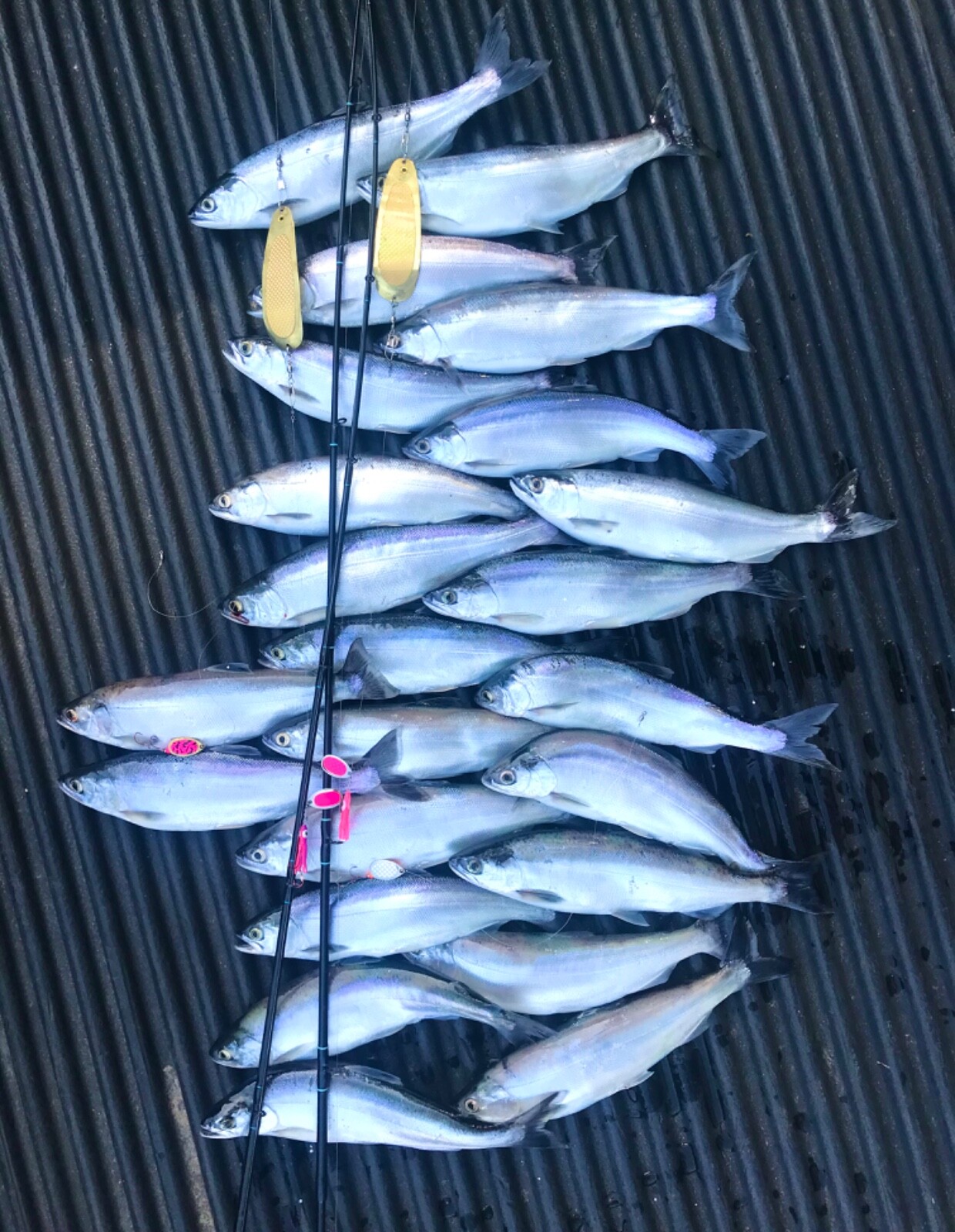 MONTANA TACKLE 7’6″ LIGHT ACTION DOWNRIGGER TROLLING ROD: “PRO KOKANEE III”
