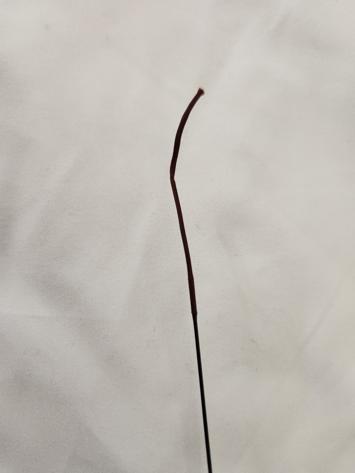 Dragontail Nirvana Kokoro 360 12ft Tenkara Rod Japanese Quality