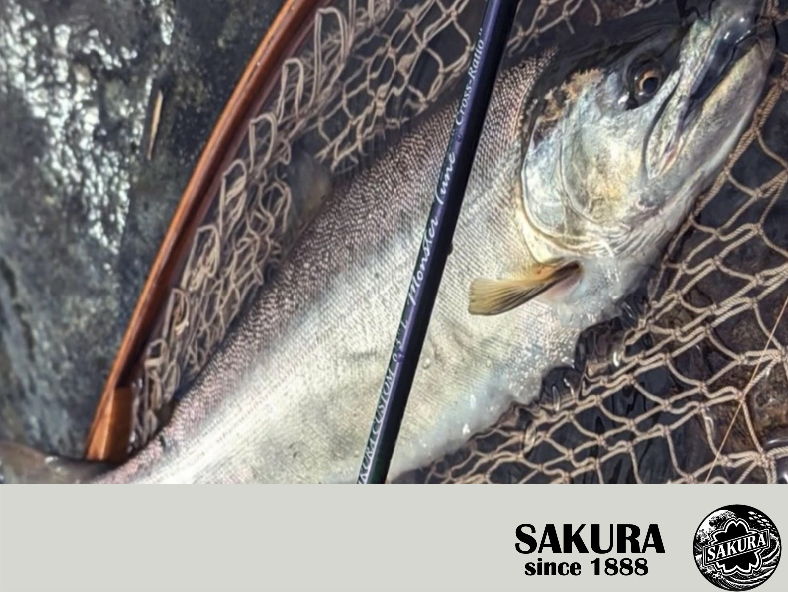 Japanese Spinning Rod Casting Light Trout 6’3” PE 0.3-1.0 3pc Carbon JDM SAKURA