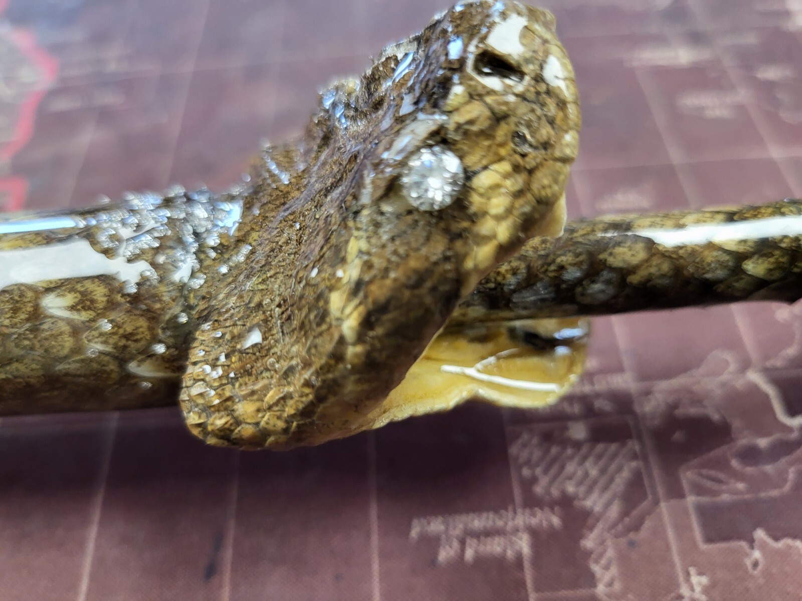 Custom Rattlesnake Fishing Rod Real Rattlesnake Skin Grips with or without Fangs