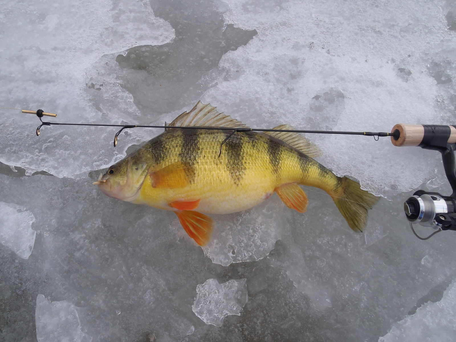 Hardwater Customs St Croix Custom Ice Rod 28″ Light Replica