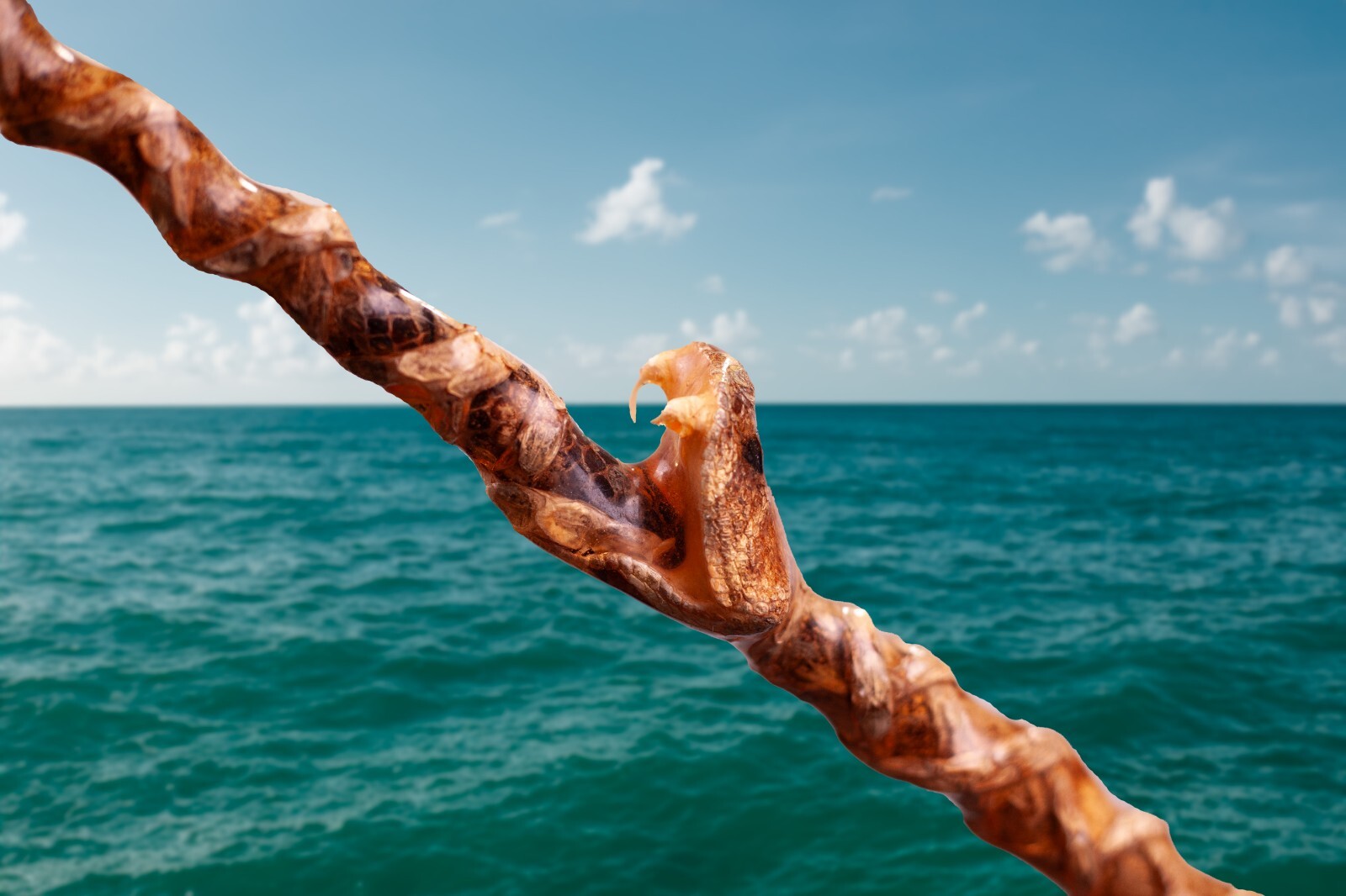 Custom Rattlesnake Fishing Rod Real Rattlesnake Skin Grips with or without Fangs