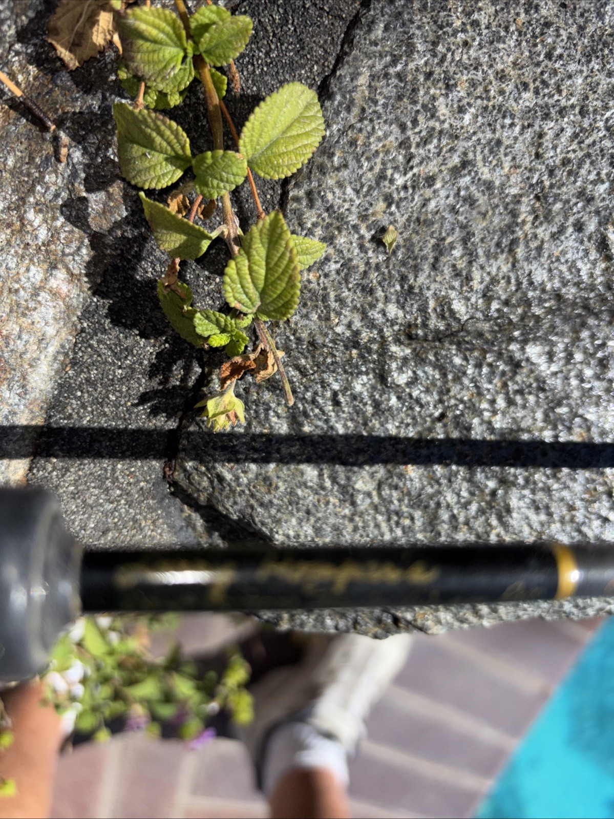 Phenix “Jig ‘n Worm”(Light) 5’6″ 4-12 Lb 1/4-5/8oz”Larry Hopper” Casting Rod #A