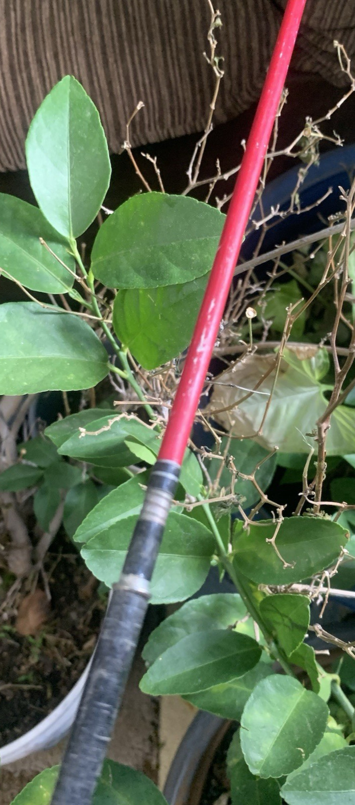 Vintage Master 6ft Fishing Tackle Co Spin Cast Rod Model 2010