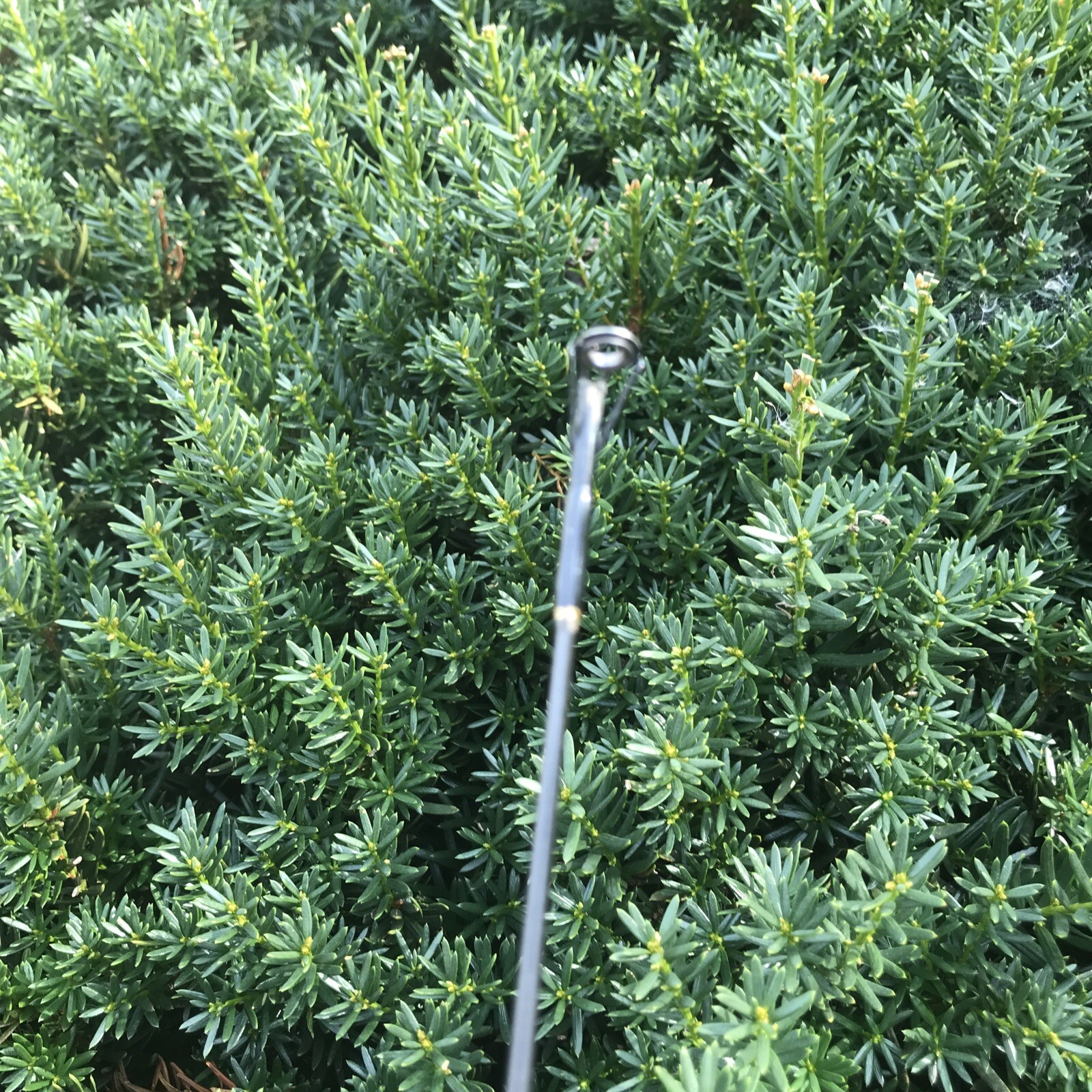Shimano 1 Pc PMC-60MC Medium Casting Rod 6’ 6-15 Lb Line Missing 1 Guide