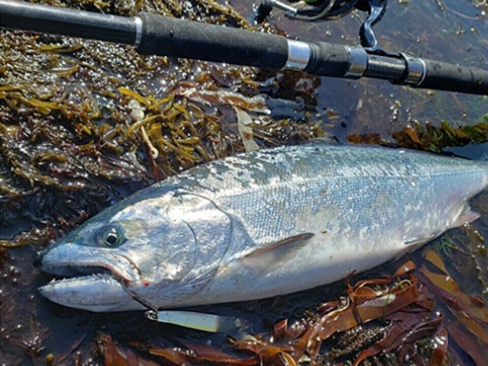 DAIWA KAMUY RANKE TAM 109ML/M+AGS White-spotted char Cherry salmon rod from Japa