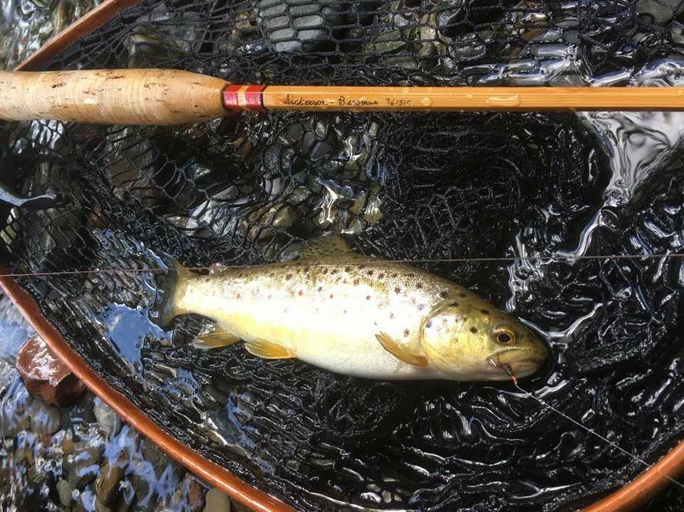 Fly Rod bamboo reproduction Dickerson 761510 7’6” linea 4#5 .(2TIP)