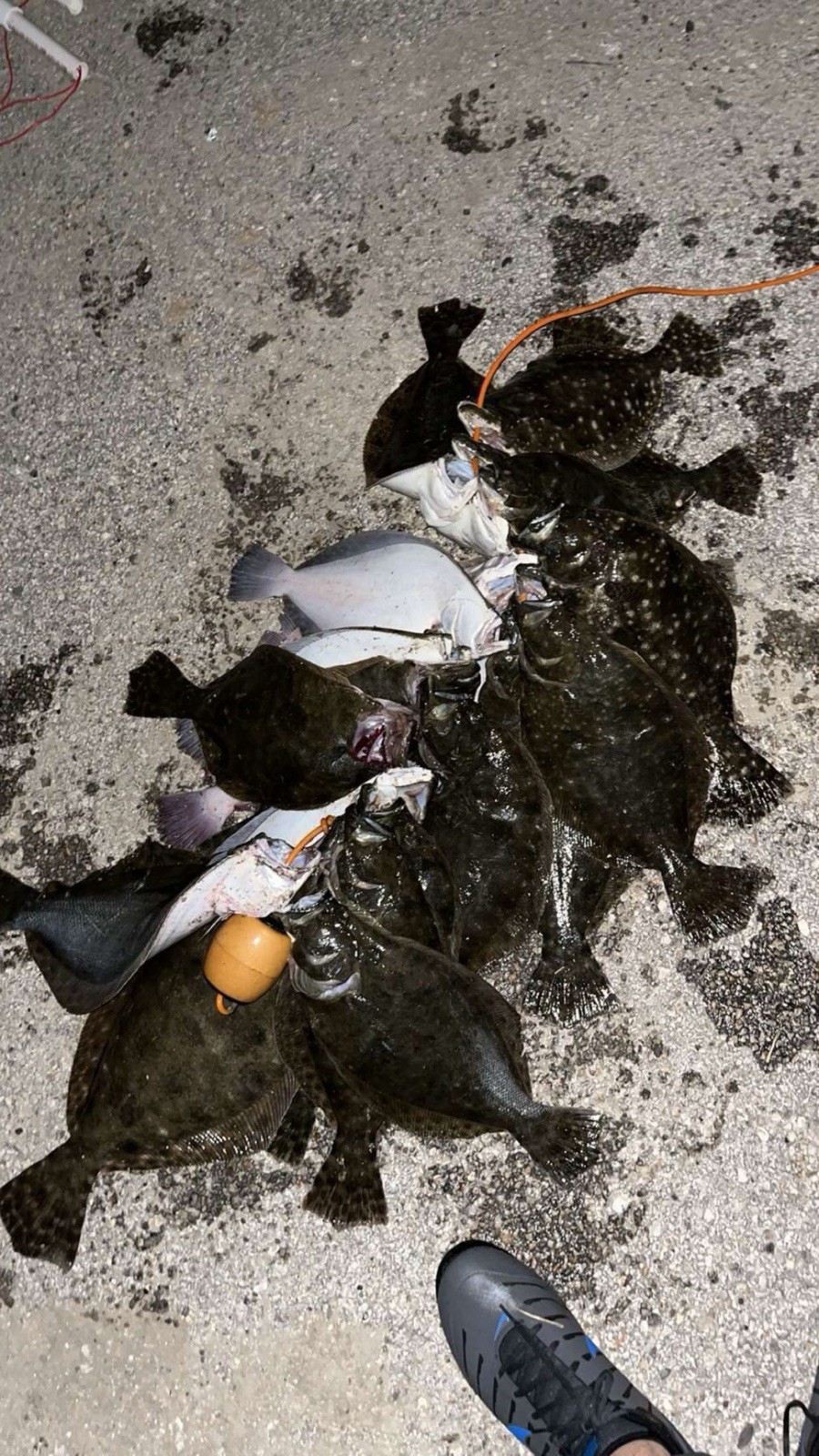 Bayou Gig Light (flounder Light)