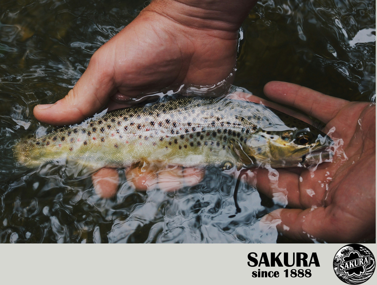 Japanese Fly Fishing Rod All Freshwater Fish 12ft Graphite UL JDM SAKURA Tenkara