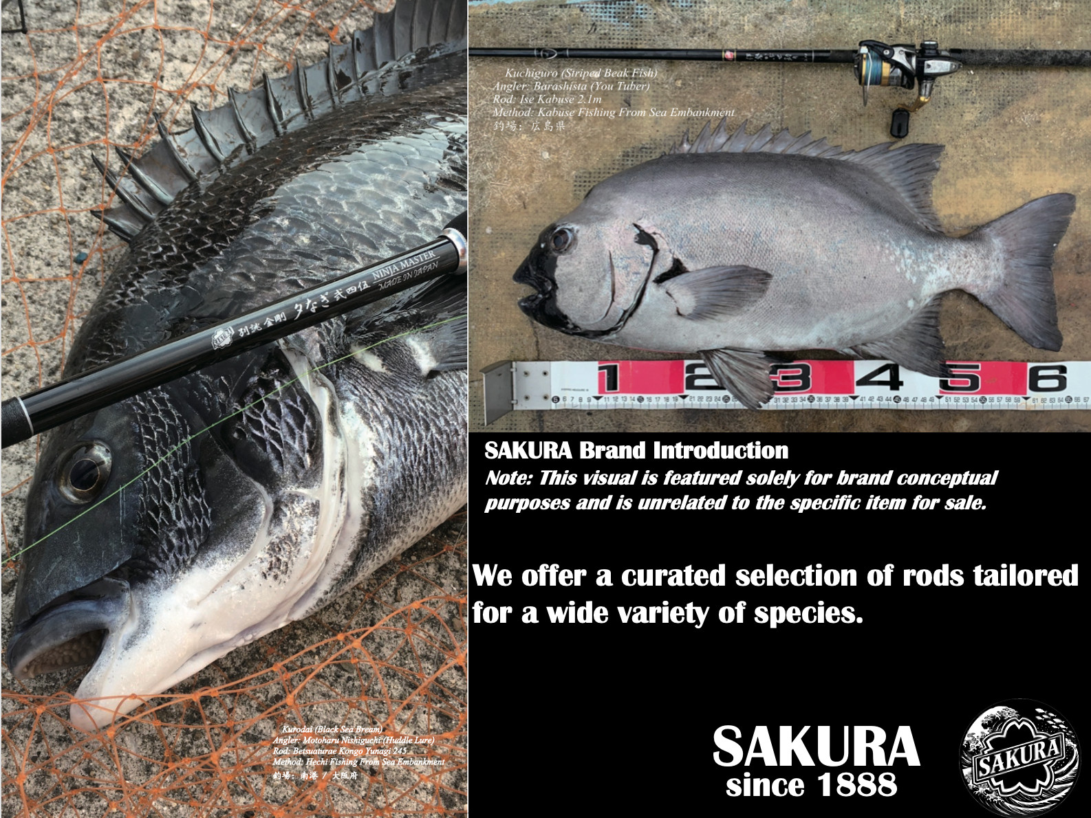 Japanese Spinning Rod Casting Light Trout 6’3” PE 0.3-1.0 3pc Carbon JDM SAKURA