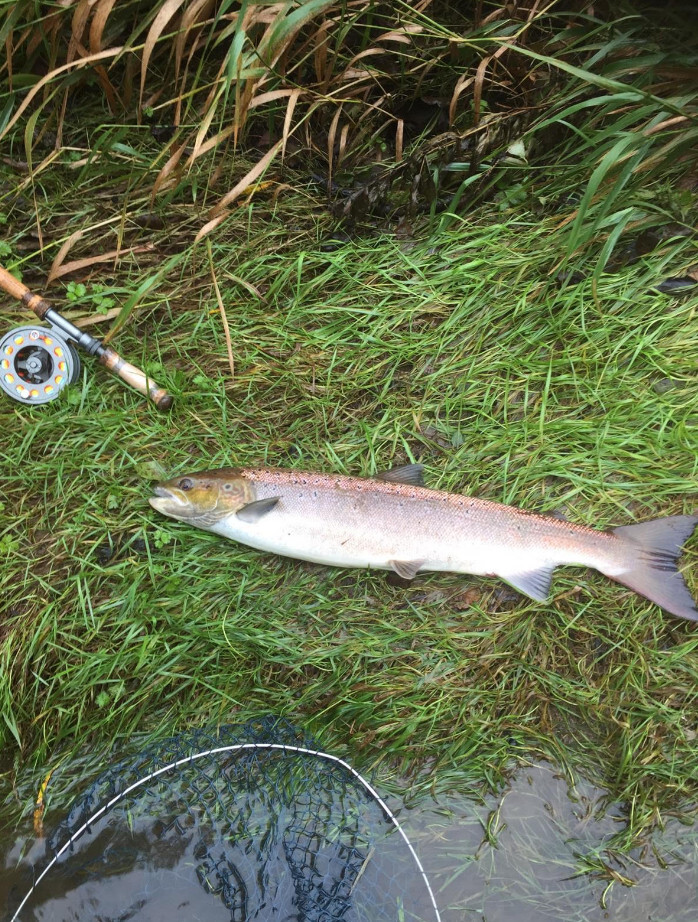 Loomis & Franklin SX SWITCH COMPETITON FLY RODS new 10FT/11FT 7-9WT