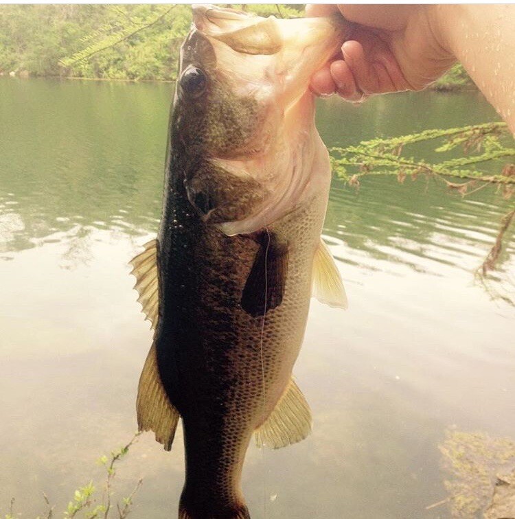 The Pocket Rod