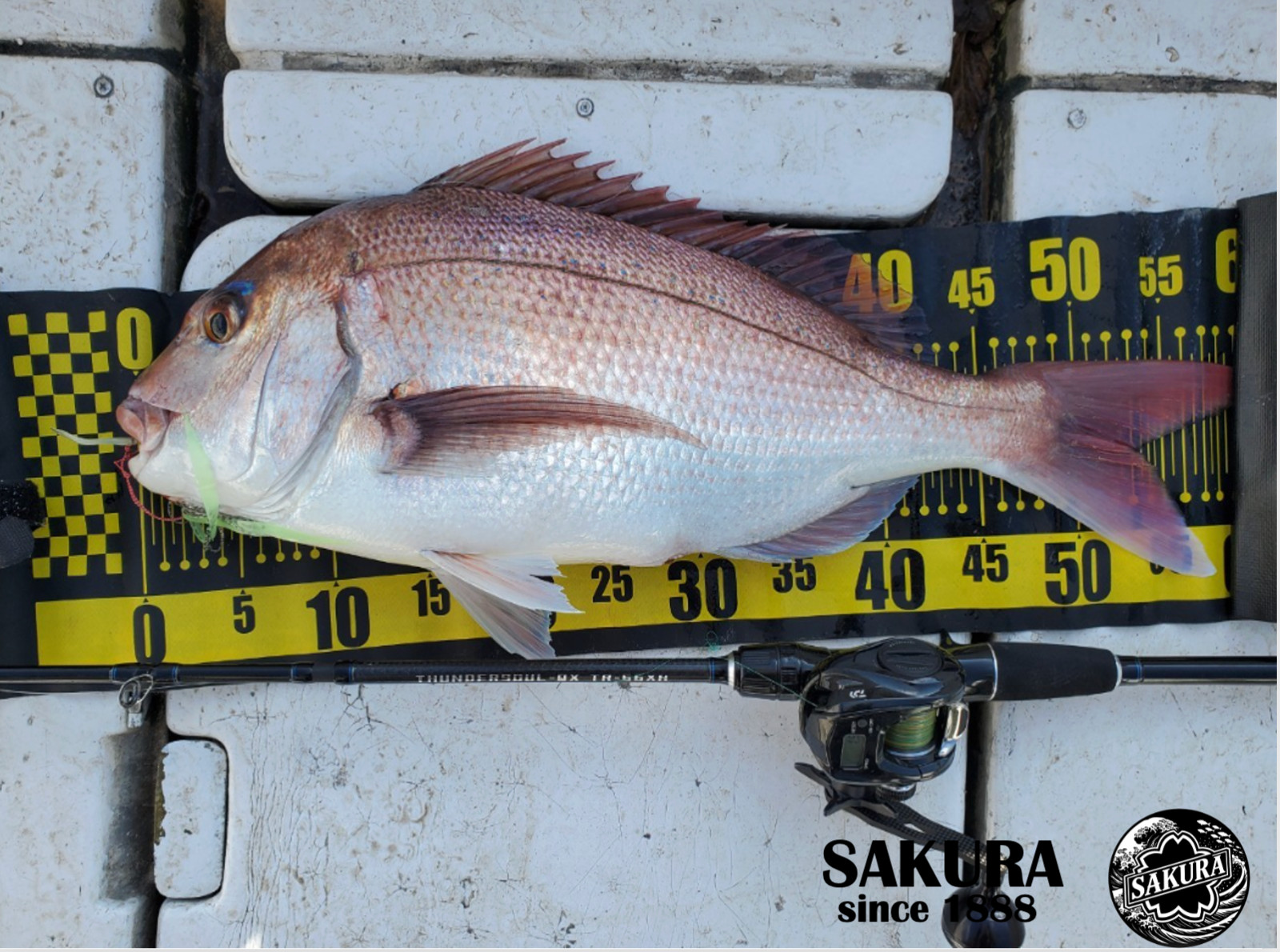 Travel Rod for All Saltwater SAKURA THUNDER SOUL-QX TR-66XH 6’6″ 3pc Fuzi EVA