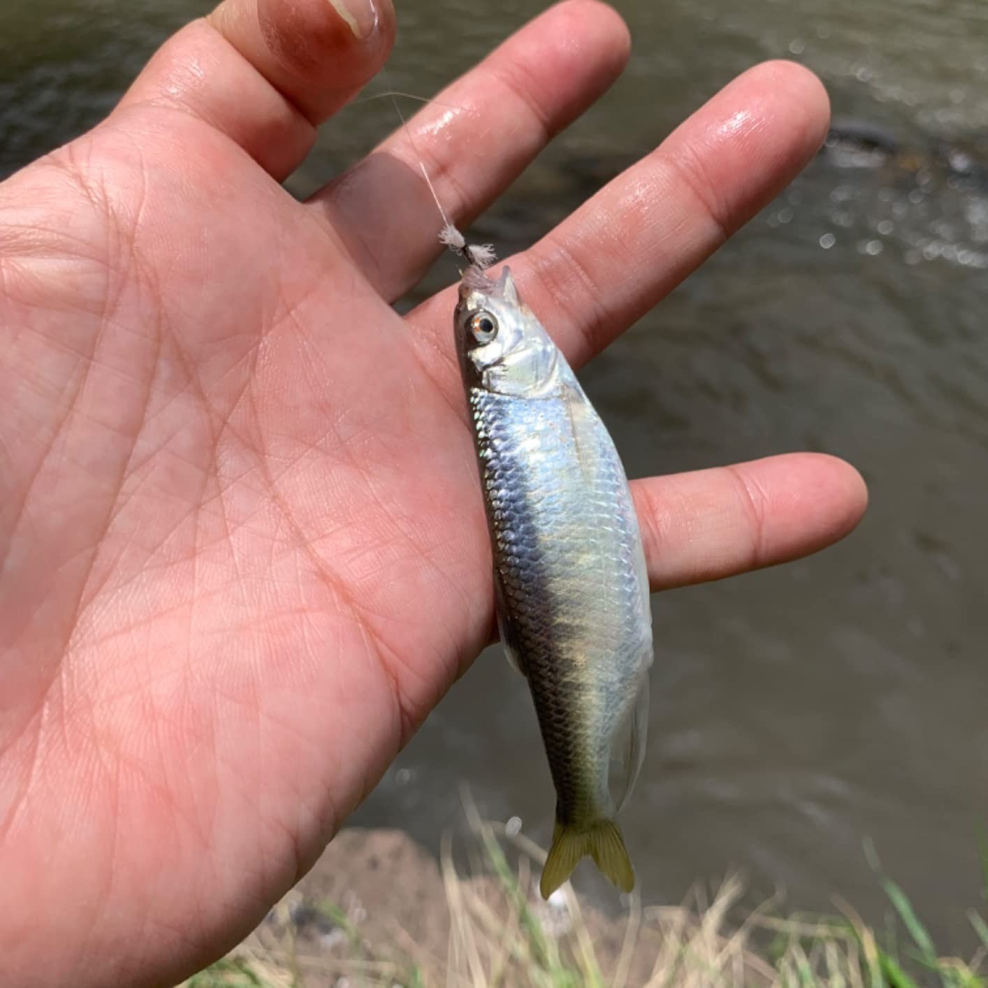 PROX Kenmine Tenkara SE 390 3.9m / 12.8ft 7:3 Rod From Japan