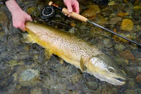Thomas & Thomas Contact III+ Fly Rod