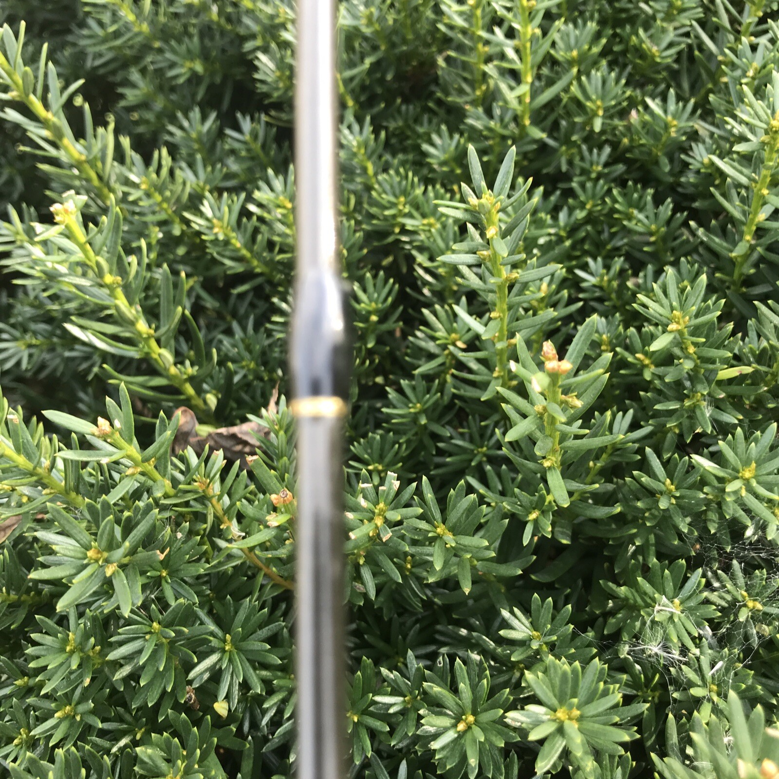 Shimano 1 Pc PMC-60MC Medium Casting Rod 6’ 6-15 Lb Line Missing 1 Guide