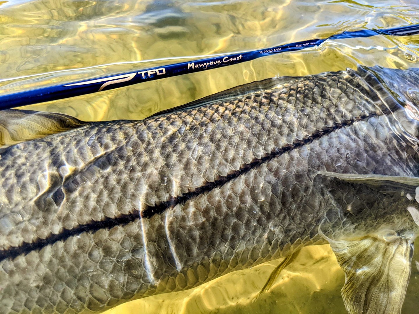 TFO Mangrove Coast 12wt 9’0″ Fly Rod | Temple Fork Lifetime Warr. FREE SHIPPING