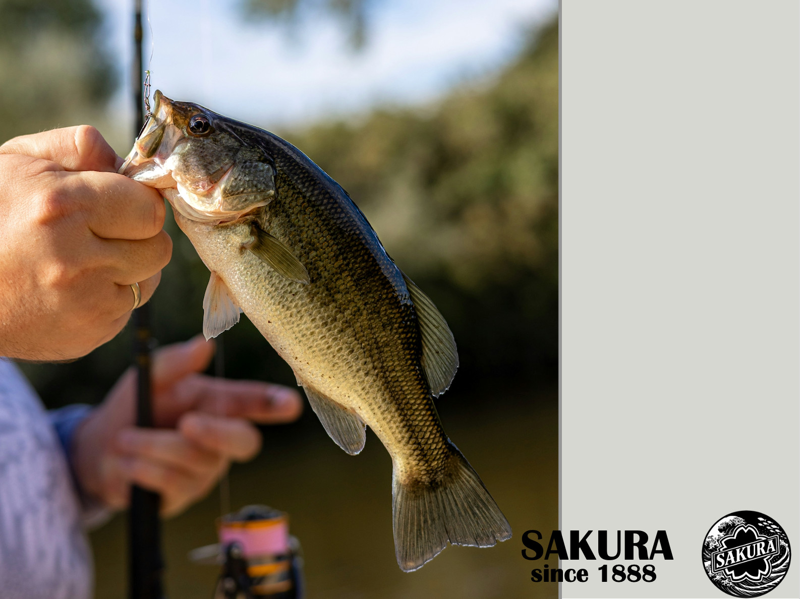 Spinning Rod From Japan Ajing Light Game All Saltwater Fish Carbon SAKURA pole