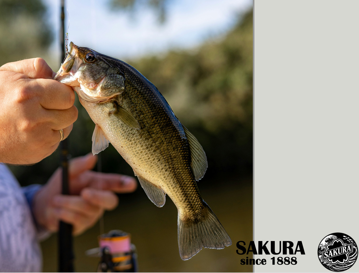 JDM Fly Fishing Rod All Freshwater Fish 10ft Ultra Light Carbon SAKURA Japan