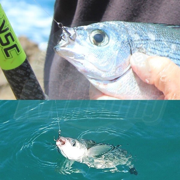 MIKADO NSC POLE Float Fishing Rod Telescopic 5.00m 5-20gr