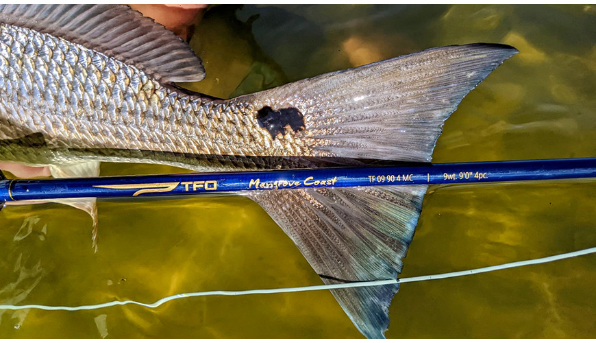 TFO Mangrove Coast 12wt 9’0″ Fly Rod | Temple Fork Lifetime Warr. FREE SHIPPING