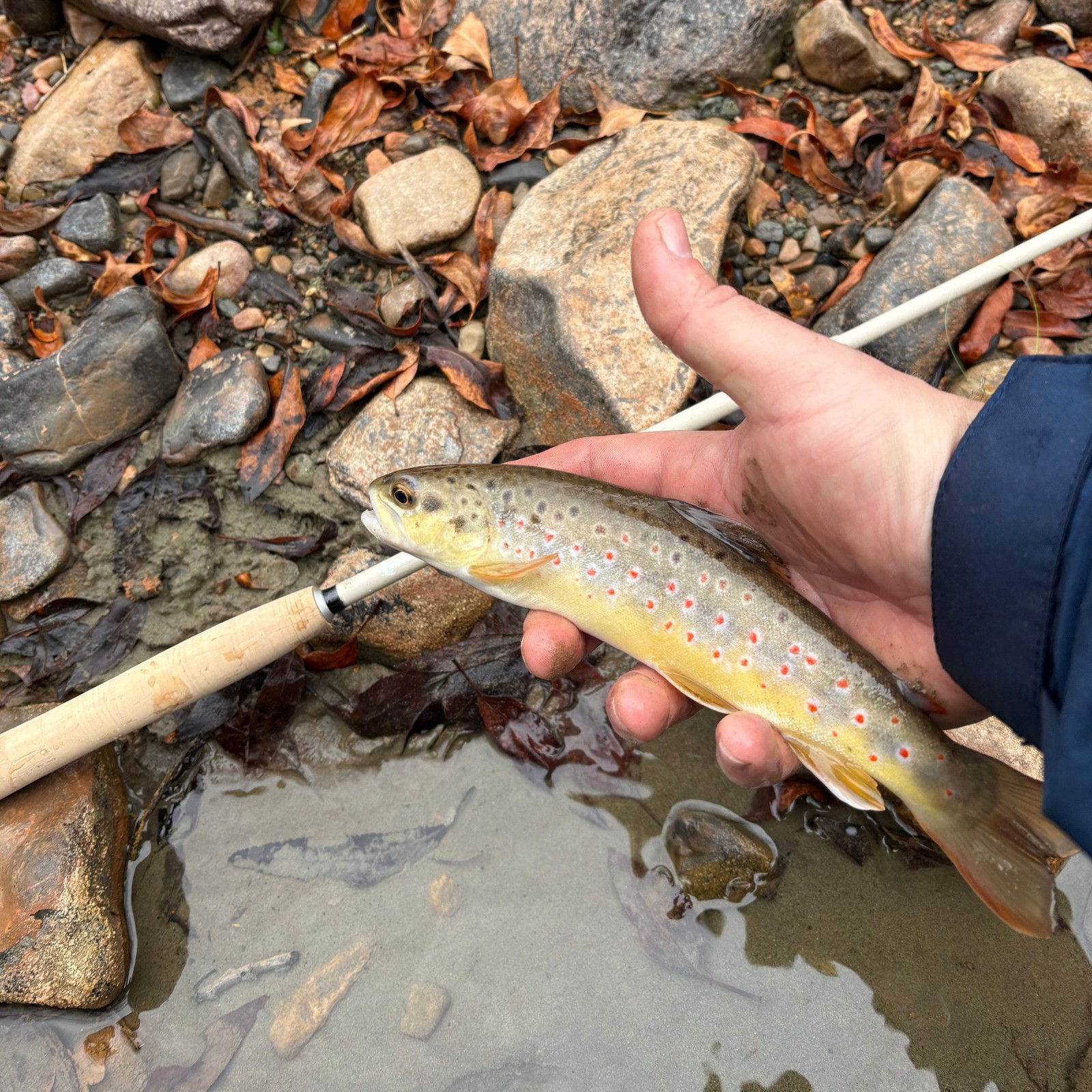 Wasatch MothRod 8’5″ Tenkara Rod 1.9 oz Collapses 16in w/ Rod Tube