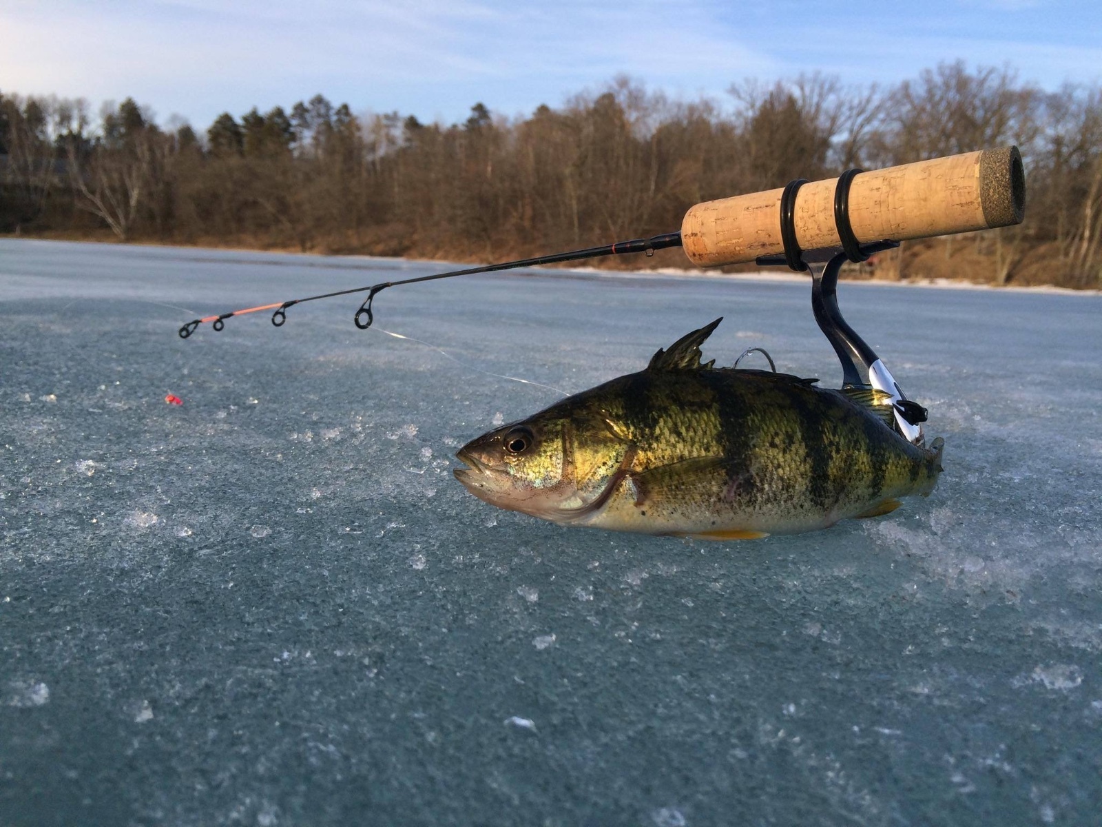 Hardwater Customs St Croix Custom Ice Rod 28″ Light Replica