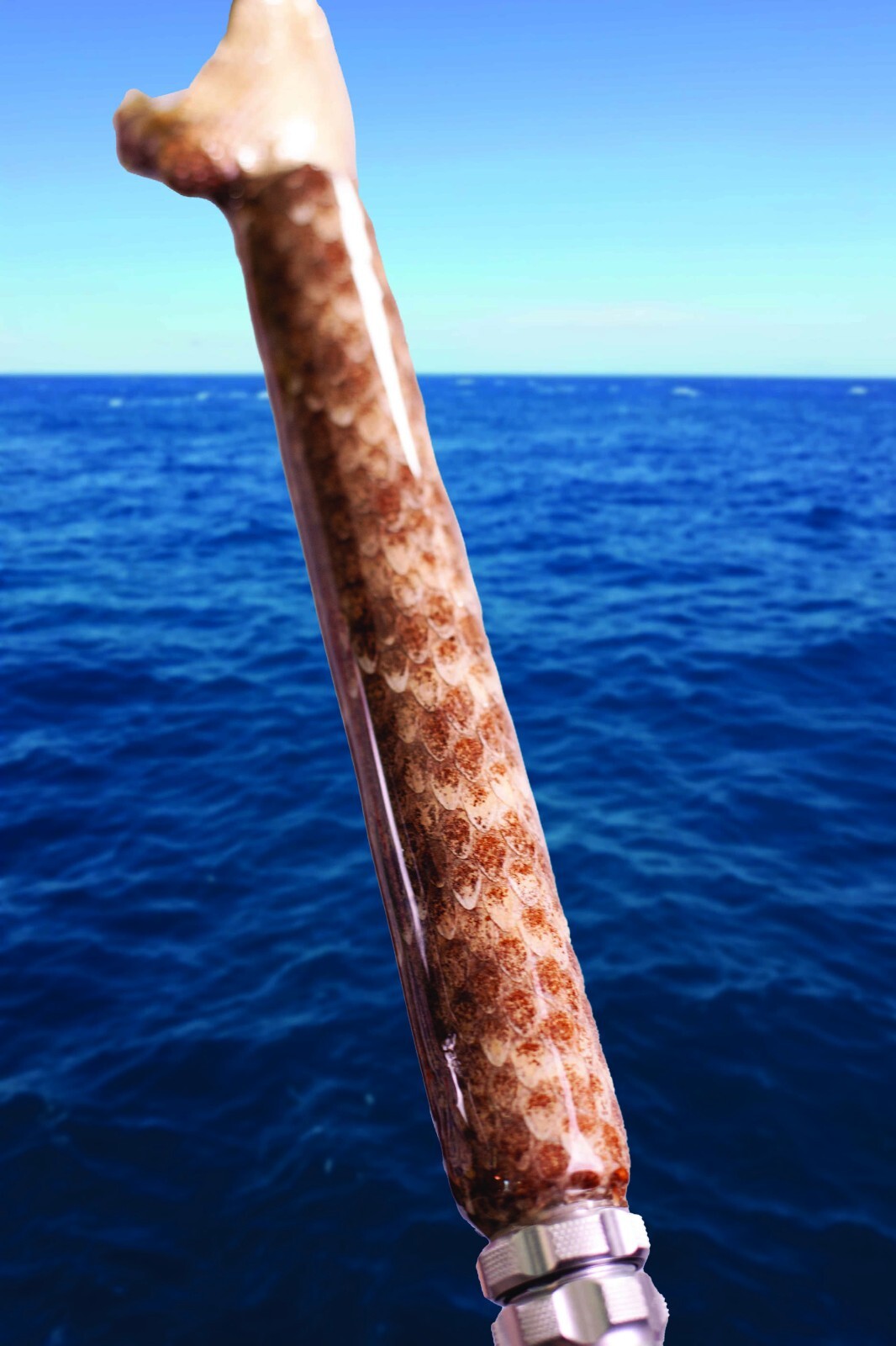 Custom Rattlesnake Fishing Rod Real Rattlesnake Skin Grips with or without Fangs