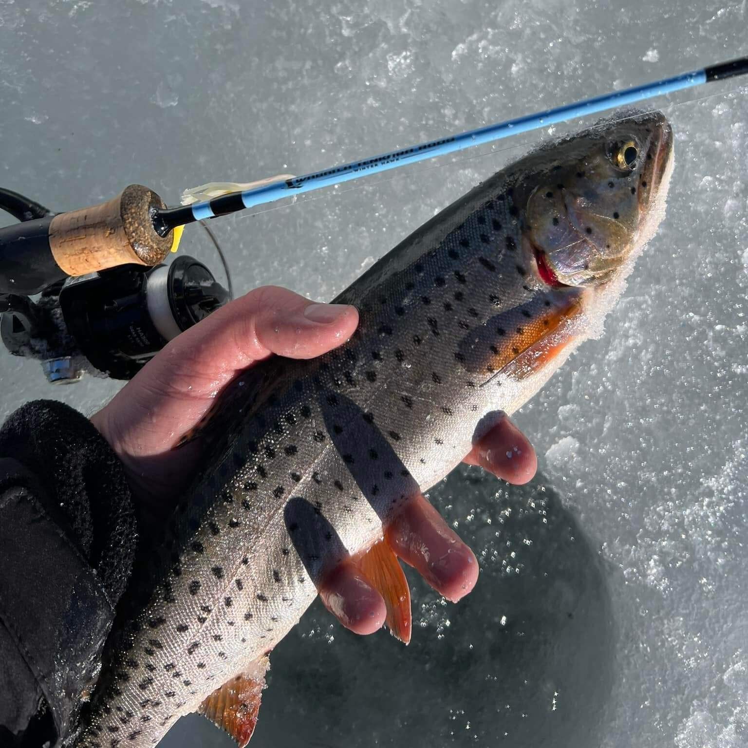 Wasatch Winterhawk 28″ Medium Action Japanese Toray Carbon Ice Rod