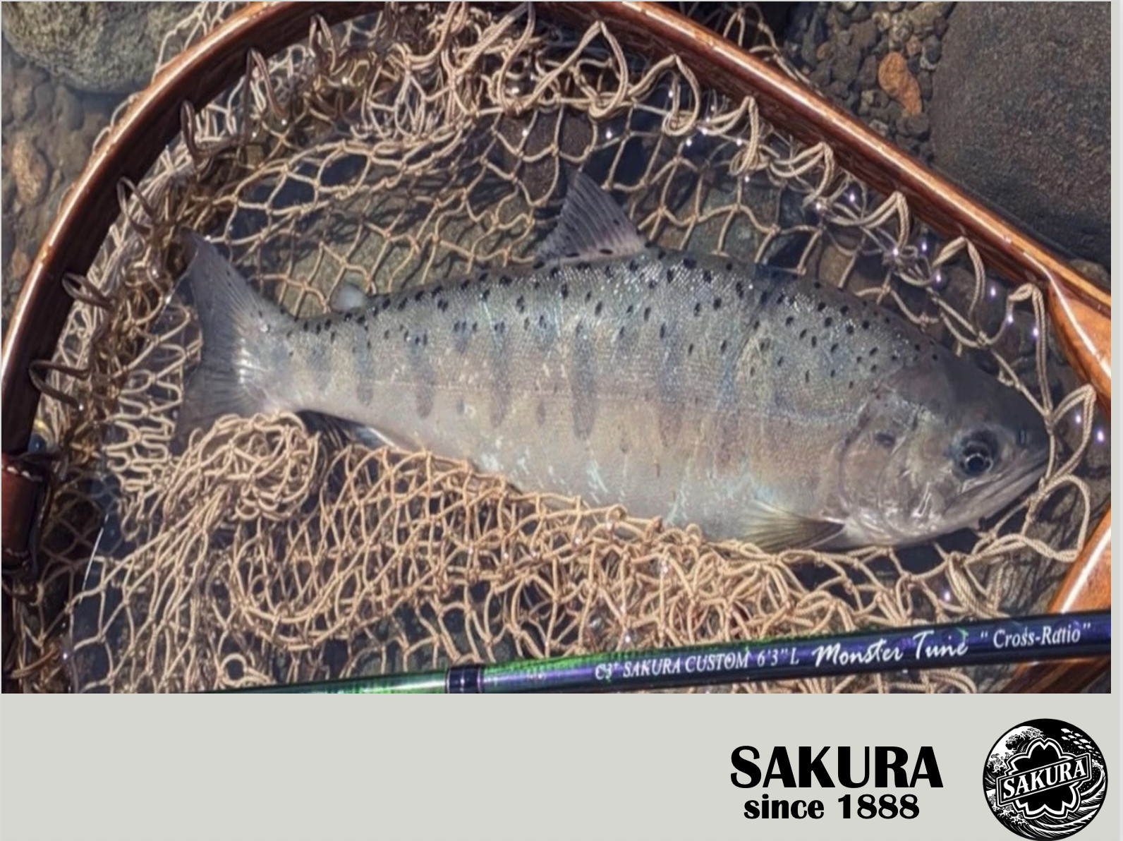 Japanese Spinning Rod Casting Light Trout 6’3” PE 0.3-1.0 3pc Carbon JDM SAKURA
