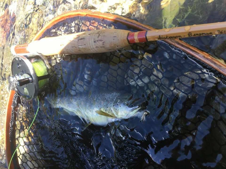 Fly Rod bamboo reproduction Dickerson 761510 7’6” linea 4#5 .(2TIP)