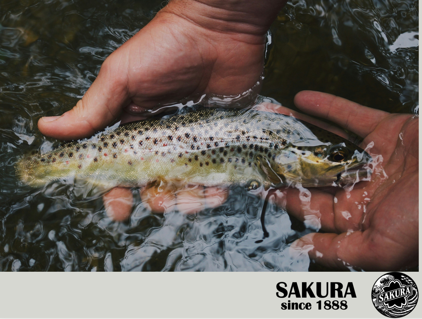 Japanese Spinning Rod Casting Light Trout 6’3” PE 0.3-1.0 3pc Carbon JDM SAKURA