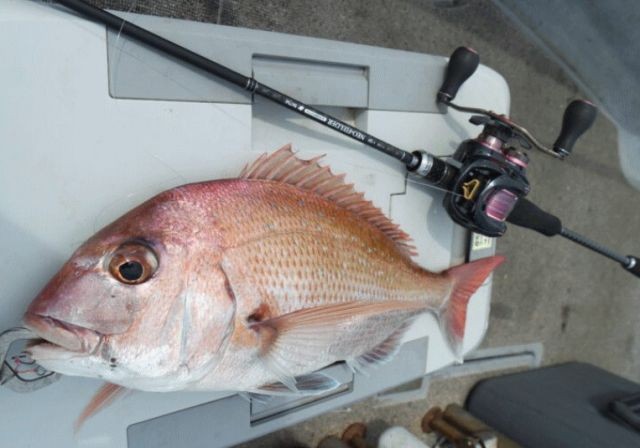 Sea Bream Tairaba Rod B67MH Solid Tip Neofielder Bait Boat Fish