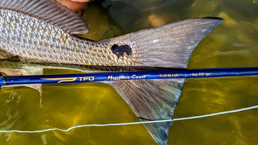 TFO Mangrove Coast 11wt 9’0″ Fly Rod | Lifetime Warranty FREE SHIPPING