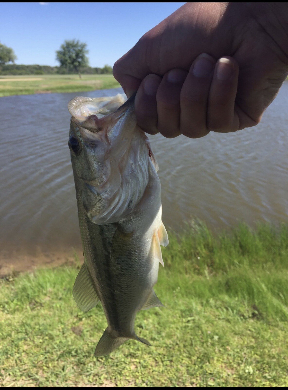 The Pocket Rod